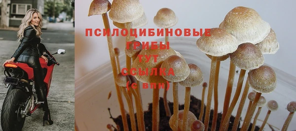 шишки Пересвет
